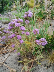 Phyllopodium cephalophorum