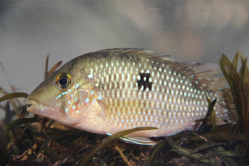 Sete Quedas-aardeter (Gymnogeophagus setequedas) — Cichlidae