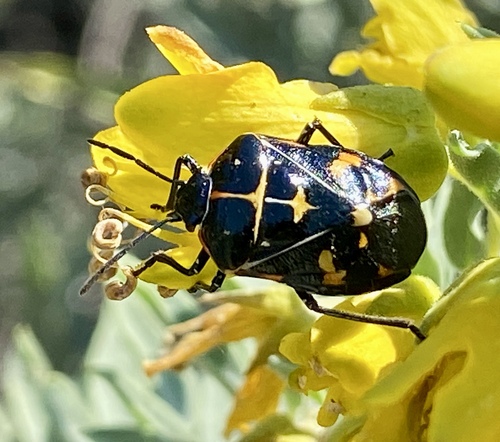 iNaturalist observation photo of Harlequin Bug