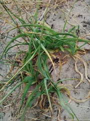 Chlorophytum triflorum