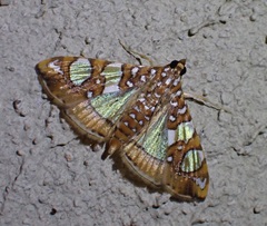 Glyphodes sibillalis