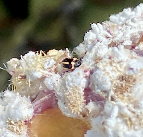 iNaturalist observation photo of Beetles