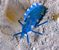 Triatoma longipennis