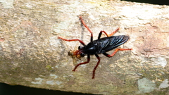 Proagonistes