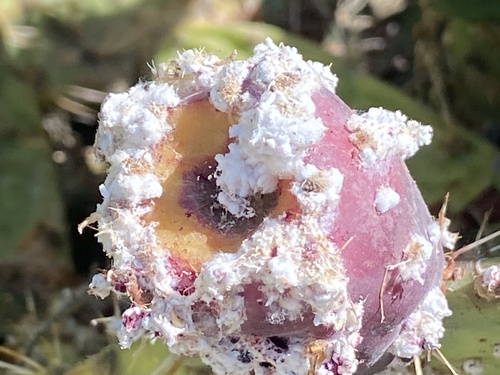 iNaturalist observation photo of Cochineal Scale Bugs