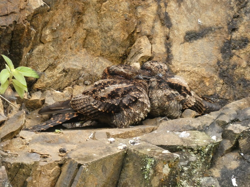 Lyre-tailed Nightjar (Uropsalis lyra), photo 9