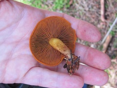 Cortinarius malicorius