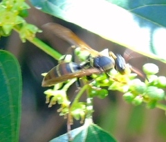 Polistes pacificus