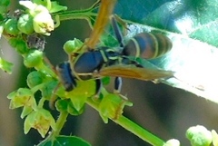 Polistes pacificus