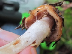 Cortinarius collinitus