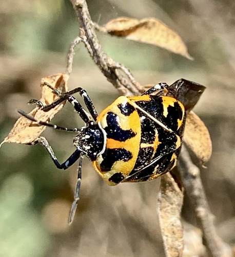 iNaturalist observation photo of Harlequin Bug