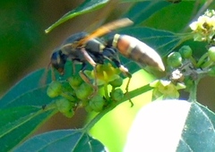 Polistes pacificus