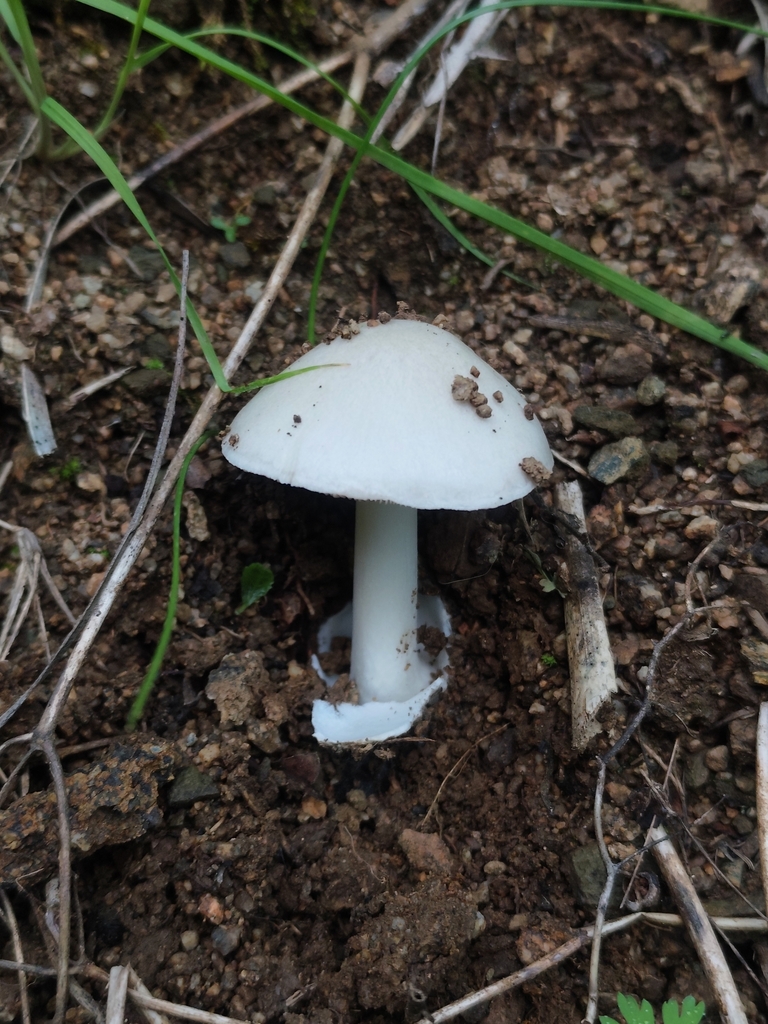 Volvopluteus gloiocephalus