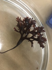 Chondrus