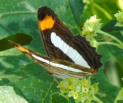 Adelpha iphicleola iphicleola