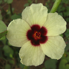 Hibiscus