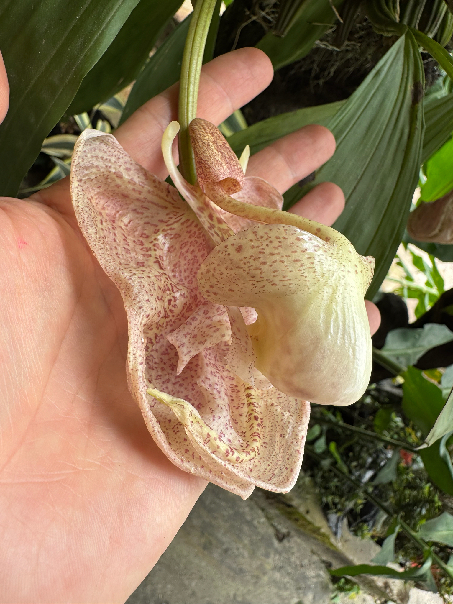 Coryanthes macrocorys Rolfe 3