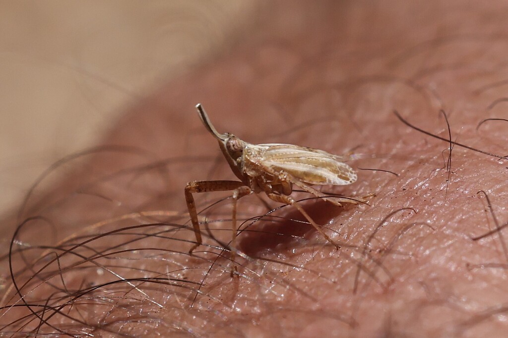 Scolops californicus