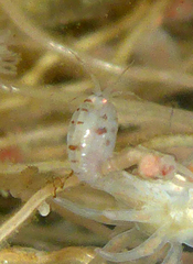 Stenothoidae