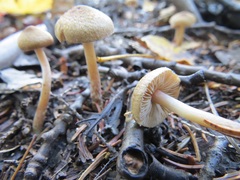 Inocybe lacera