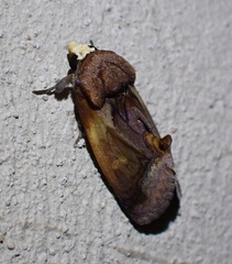 Gonodonta nitidimacula