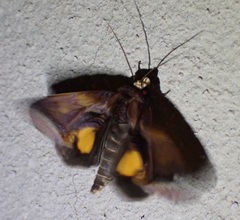 Gonodonta nitidimacula