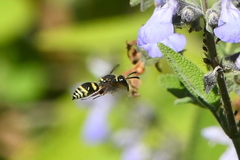 Ancistrocerus bustamente