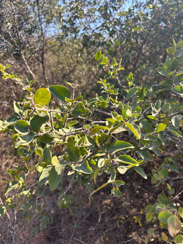 Bush Plum