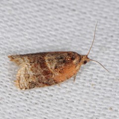 Argyrotaenia