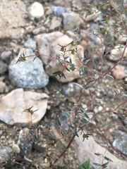 Euphorbia cumbrae