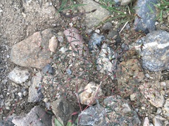Euphorbia cumbrae