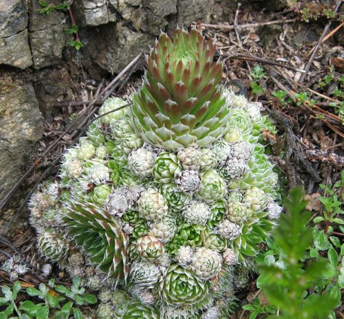 Orostachys spinosa 3