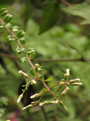 Baccharis bogotensis
