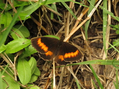 Pedaliodes phaea