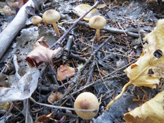Inocybe lacera