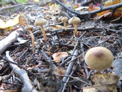 Inocybe lacera