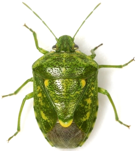 Banasa euchlora Stål