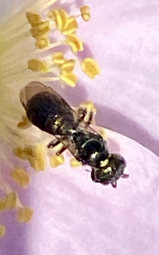 iNaturalist observation photo of Small Carpenter Bees