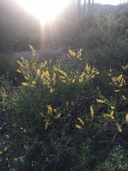 Echinopterys eglandulosa