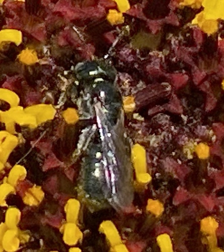 iNaturalist observation photo of Small Carpenter Bees