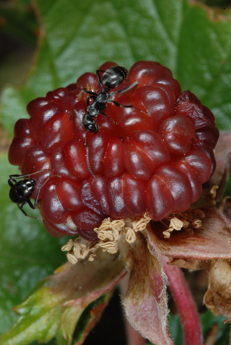 Rocky Mountain raspberry
