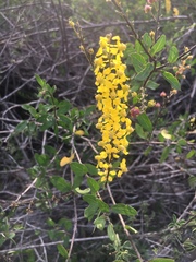 Echinopterys eglandulosa