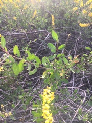 Echinopterys eglandulosa