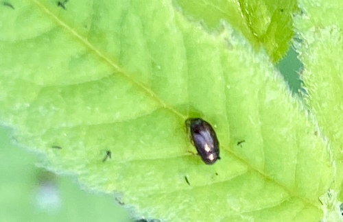 iNaturalist observation photo of Diachus