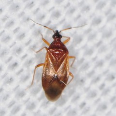 Amphiareus obscuriceps