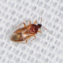 Amphiareus obscuriceps