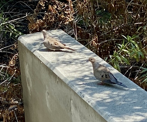iNaturalist observation photo of Mourning Dove