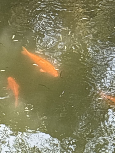 Goldfish