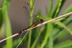 Erythrodiplax umbrata