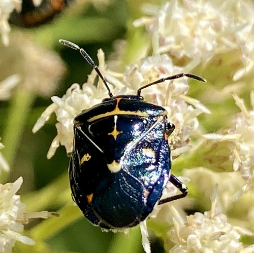 iNaturalist observation photo of Harlequin Bug